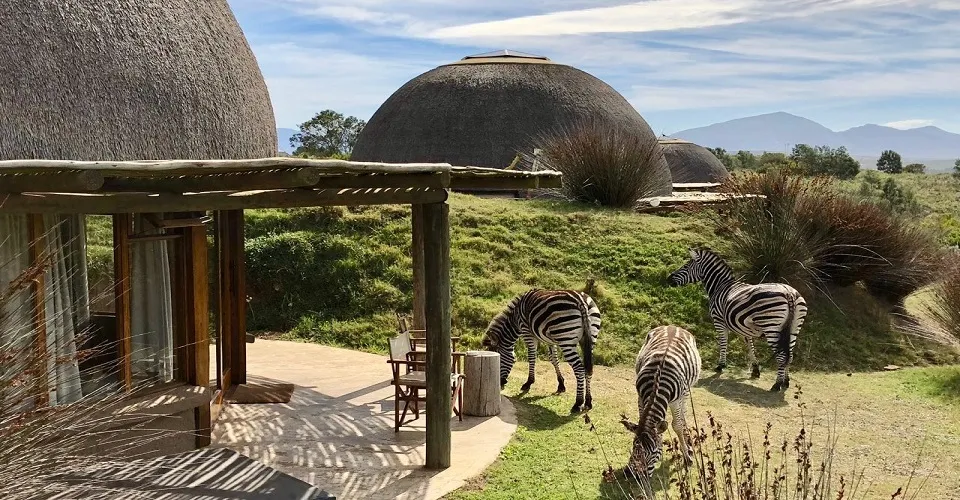 Cape Town Safari Tour 1N2D