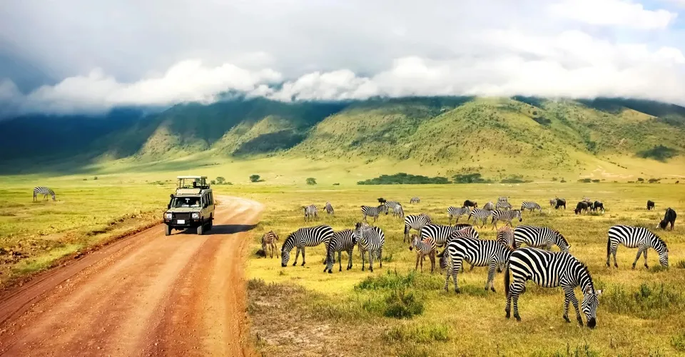 Cape Town Safari Tour 1N2D