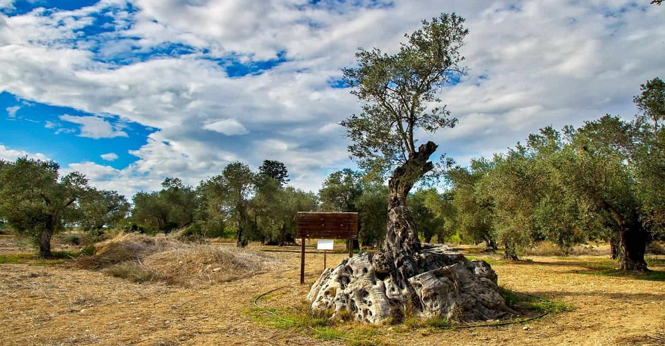 Cyprus Olive Farm 1