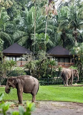 Full Day Elephant Sanctuary Tour
