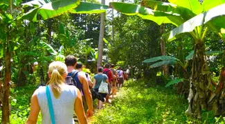 Dolphin and Jozani Forest Full Day Tour