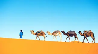 Camel Caravan Tour