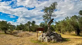 Visit To An Olive Farm
