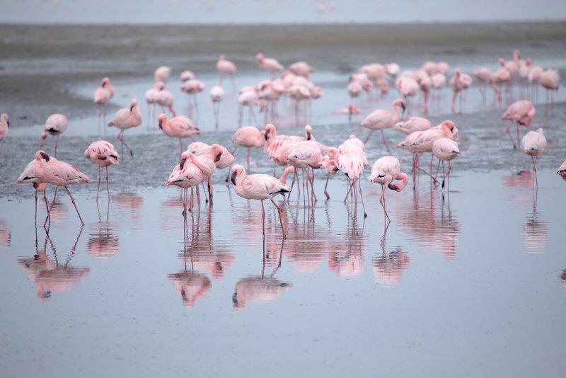 Flamingo Villa Boutique Hotel