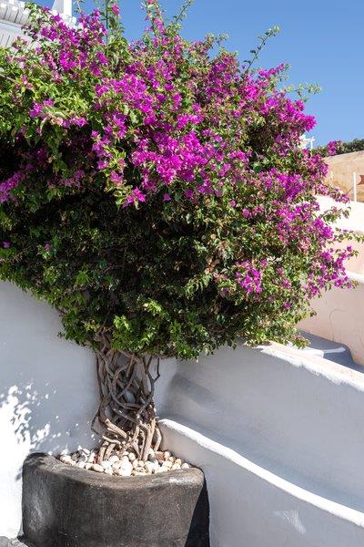 Andronis Luxury Suites