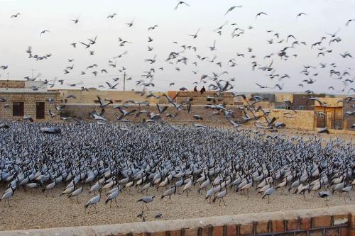 Heritage Hotel Lal Niwas