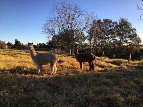 Muswellbrook Northside B&B