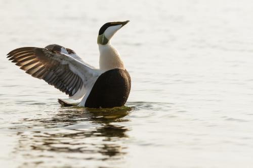 Kylmäpihlaja Lighthouse