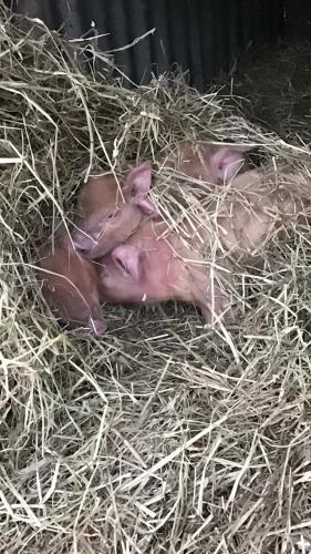 Garrison Of Inversnaid