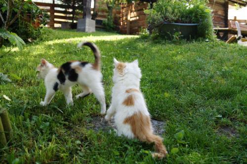 Panoramapension Platzer