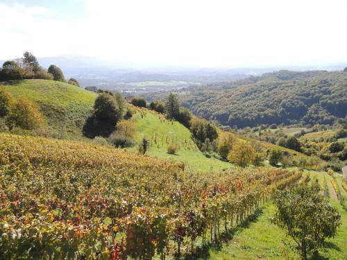 Vineyard Cottage Janko & Metka