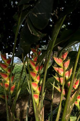 Finca Hotel El Rosario