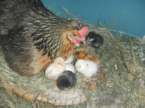 Ferienwohnung Nahe Fuschlsee Hof Bei Salzburg
