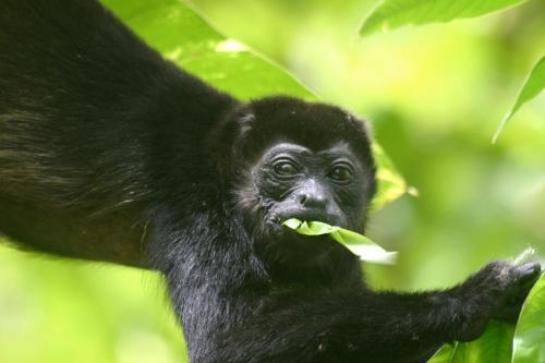 Ylang Ylang Beach Resort