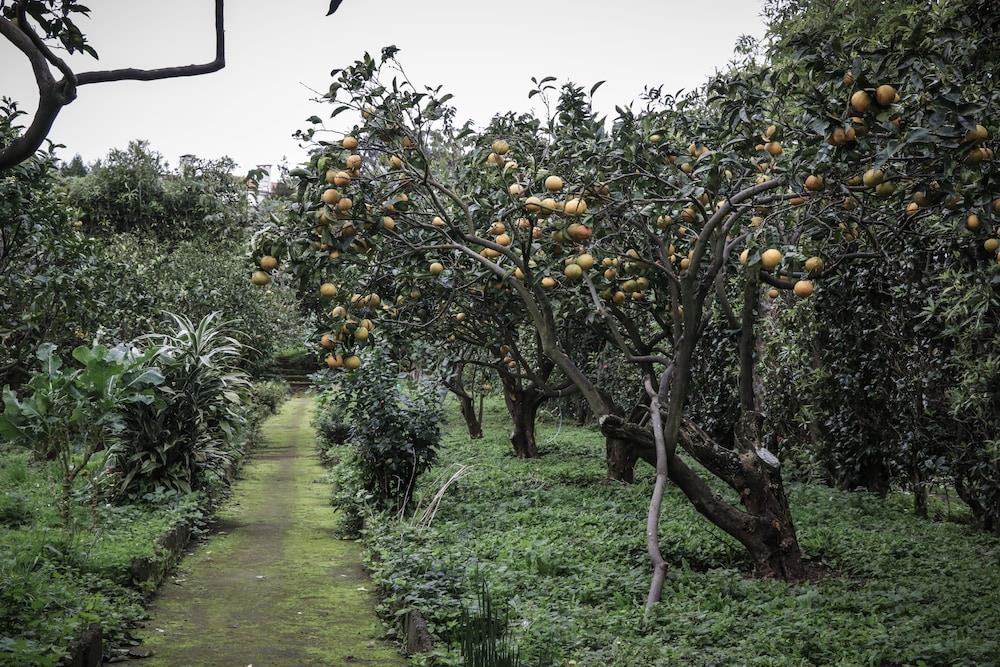 Casa Do Pico Da Pedra