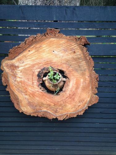 Salt Spring Carriage House B&B