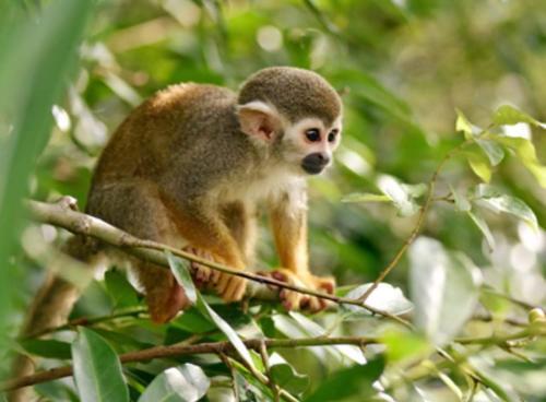 Vakantieresort Surinat