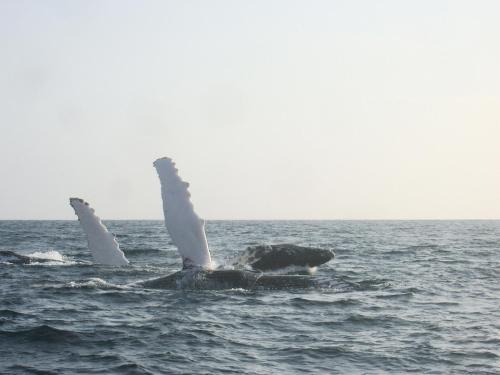 Hostal Humpback Internacional