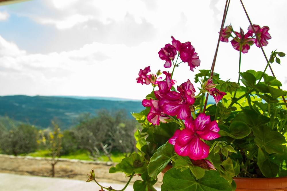 Erigone Cottage - Beautiful Ambiance