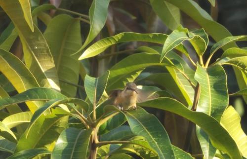 Buganvilla Guest House