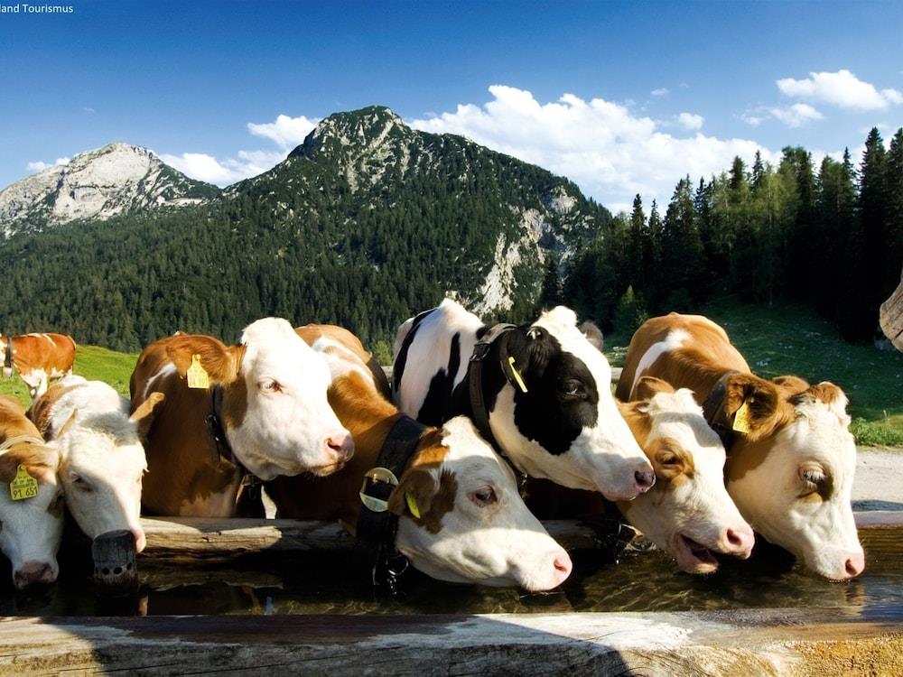 Calming Chalet In Niedernsill Salzburg With Garden