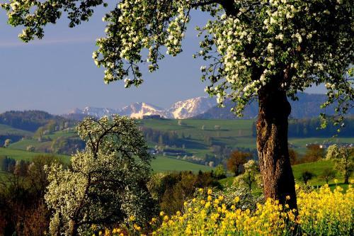 Gasthaus Pension Sandner Linde