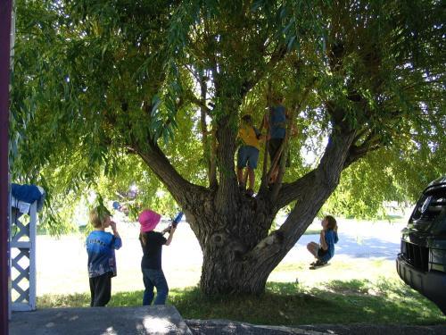 Mountain Springs Motel