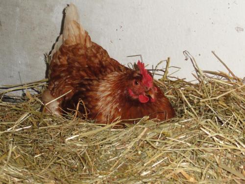 Baby Und Kinderhof Aicherbauer