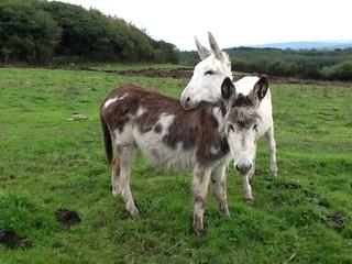 Hillview Farmhouse B&B