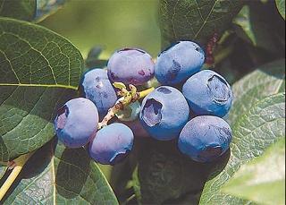 Apartments Pri Marjetki